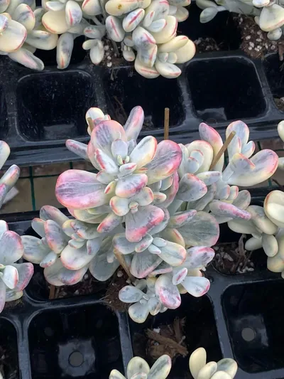 Cotyledon 'Ping Pong' (乒乓) succulent — wholesale bare-root export from Yunnan, China (3 of 5)
