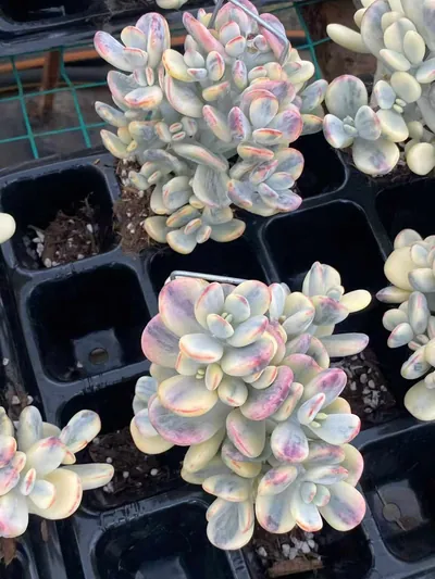 Cotyledon 'Ping Pong' (乒乓) succulent — wholesale bare-root export from Yunnan, China (2 of 5)