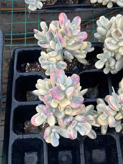Cotyledon Cotyledon 'Ping Pong' succulent — wholesale export from Yunnan, China