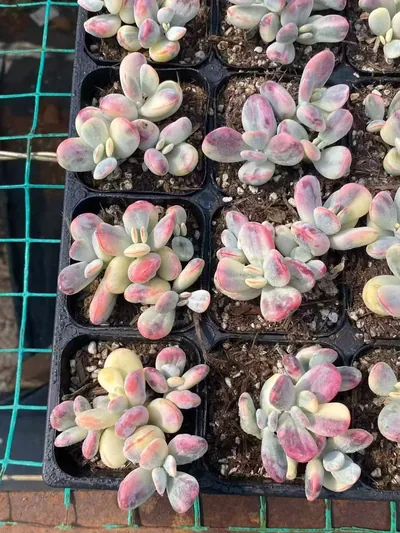 Cotyledon 'Ping Pong' Variegated (乒乓福娘锦) succulent — wholesale bare-root export from Yunnan, China (2 of 4)