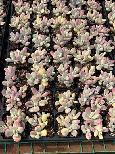 Cotyledon 'Ping Pong' Variegated (乒乓福娘锦) succulent — wholesale bare-root export from Yunnan, China (3 of 4)