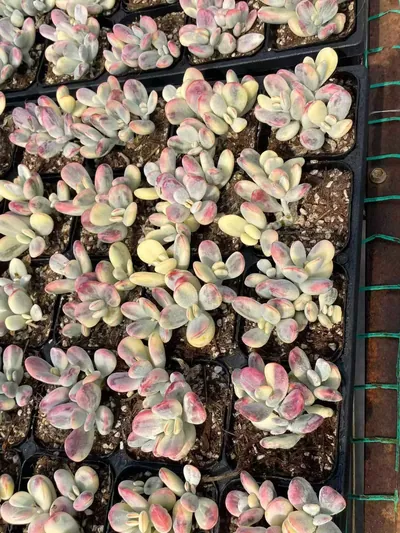 Cotyledon 'Ping Pong' Variegated (乒乓福娘锦) succulent — wholesale bare-root export from Yunnan, China (4 of 4)