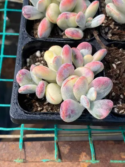 Cotyledon Cotyledon 'Ping Pong' Variegated succulent — wholesale export from Yunnan, China