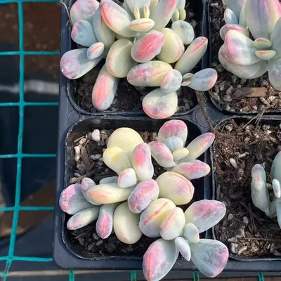 Cotyledon 'Ping Pong' Variegated Cluster (乒乓福娘锦群) succulent — wholesale bare-root export from Yunnan, China (3 of 4)