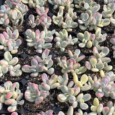Cotyledon 'Ping Pong' Variegated Cluster (乒乓福娘锦群) succulent — wholesale bare-root export from Yunnan, China (2 of 4)