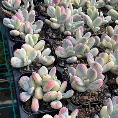 Cotyledon 'Ping Pong' Variegated Cluster (乒乓福娘锦群) succulent — wholesale bare-root export from Yunnan, China (4 of 4)