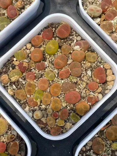 Conophytum Crane-crown Sedum Cake (鹤顶红毛汉尼切糕) succulent — wholesale bare-root export from Yunnan, China (3 of 3)