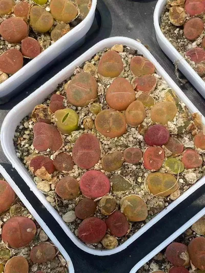 Conophytum Crane-crown Sedum Cake (鹤顶红毛汉尼切糕) succulent — wholesale bare-root export from Yunnan, China (2 of 3)