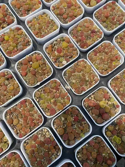 Conophytum Crane-crown Sedum Cake succulent — wholesale export from Yunnan, China