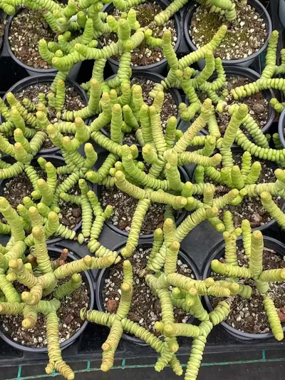 Crassula 'String of Buttons' (钱串) succulent — wholesale bare-root export from Yunnan, China (3 of 3)