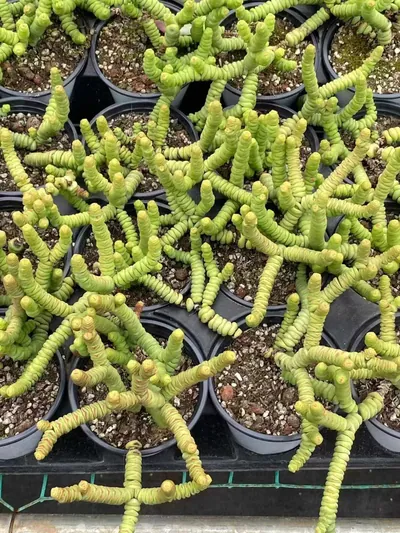 Crassula 'String of Buttons' (钱串) succulent — wholesale bare-root export from Yunnan, China (2 of 3)