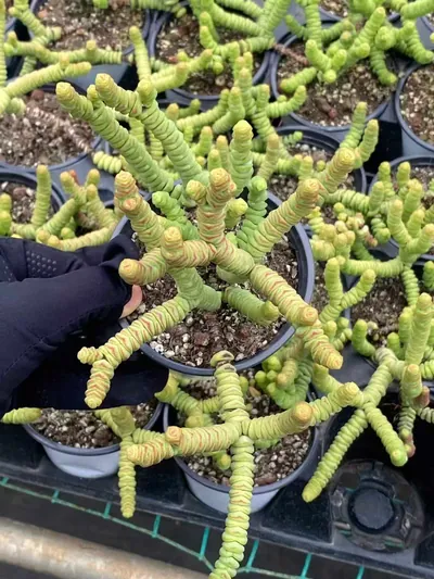 Crassula Crassula 'String of Buttons' succulent — wholesale export from Yunnan, China