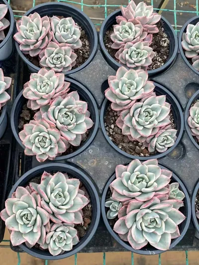 Echeveria Cream Yellow Peach 3 Heads Cluster (奶油黄桃三头群) succulent — wholesale bare-root export from Yunnan, China (4 of 4)