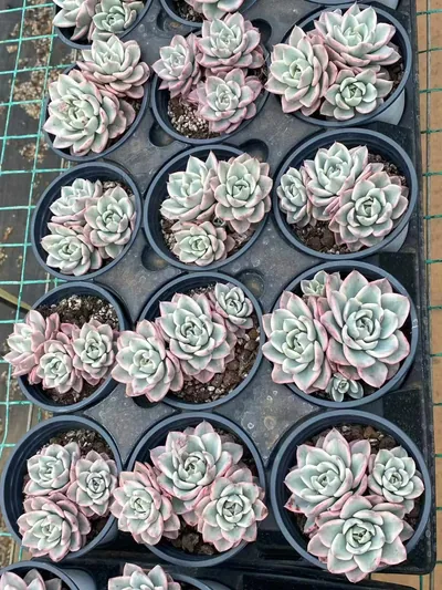 Echeveria Cream Yellow Peach 3 Heads Cluster (奶油黄桃三头群) succulent — wholesale bare-root export from Yunnan, China (3 of 4)