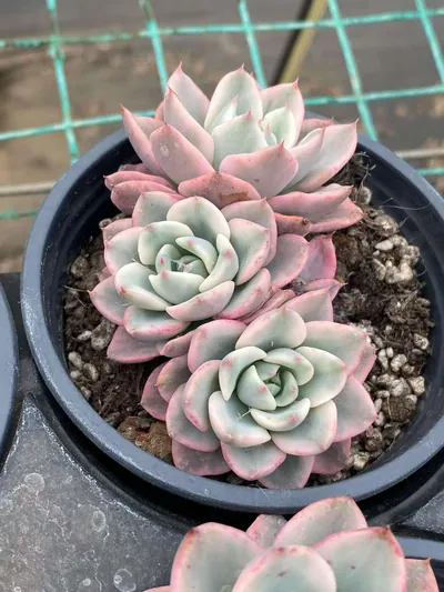 Echeveria Cream Yellow Peach 3 Heads Cluster succulent — wholesale export from Yunnan, China