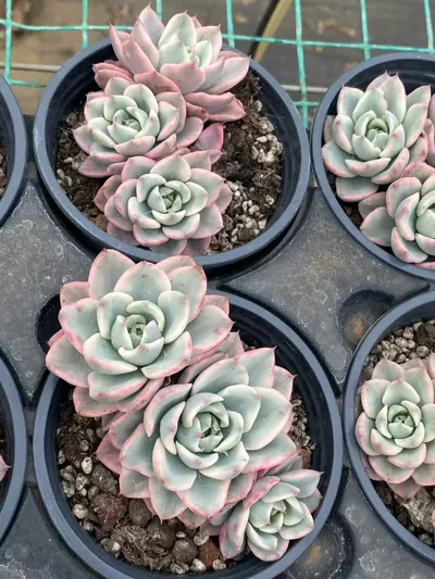 Echeveria Cream Yellow Peach 3 Heads Cluster (奶油黄桃三头群) succulent — wholesale bare-root export from Yunnan, China (2 of 4)