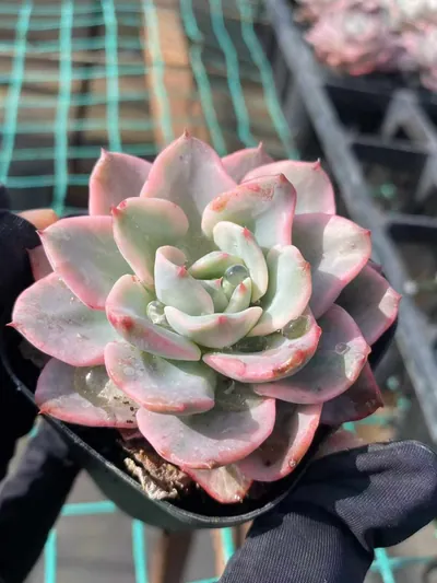 Echeveria Cream Yellow Peach Variegated succulent — wholesale export from Yunnan, China
