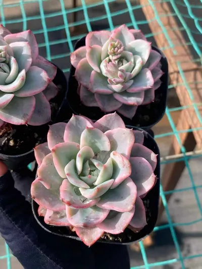 Echeveria Cream Yellow Peach Variegated (奶油黄桃锦) succulent — wholesale bare-root export from Yunnan, China (4 of 4)
