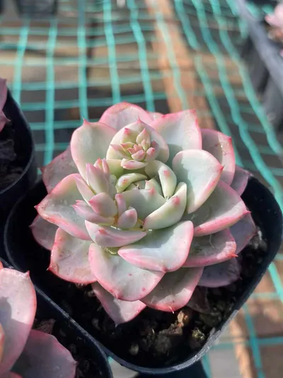 Echeveria Cream Yellow Peach Variegated (奶油黄桃锦) succulent — wholesale bare-root export from Yunnan, China (3 of 4)