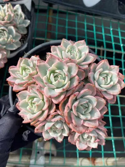 Echeveria Cream Yellow Peach Variegated Cluster succulent — wholesale export from Yunnan, China