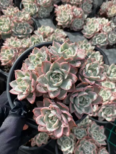 Echeveria Cream Yellow Peach Variegated Cluster (奶油黄桃锦群) succulent — wholesale bare-root export from Yunnan, China (2 of 5)