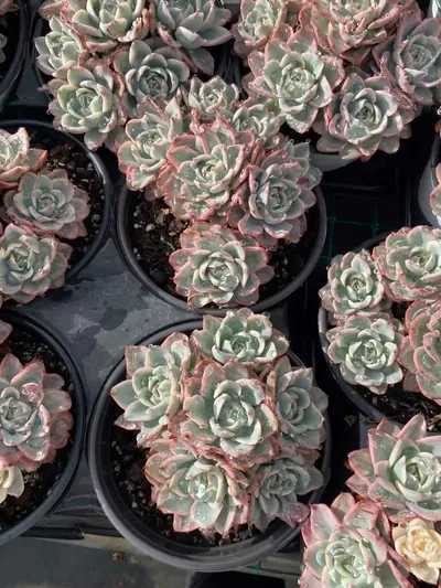 Echeveria Cream Yellow Peach Variegated Cluster (奶油黄桃锦群) succulent — wholesale bare-root export from Yunnan, China (4 of 5)
