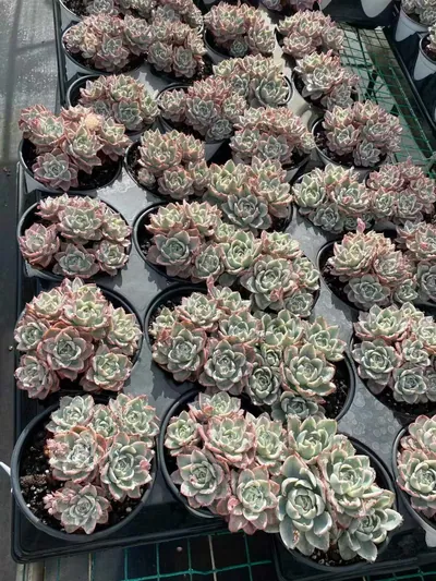 Echeveria Cream Yellow Peach Variegated Cluster (奶油黄桃锦群) succulent — wholesale bare-root export from Yunnan, China (5 of 5)