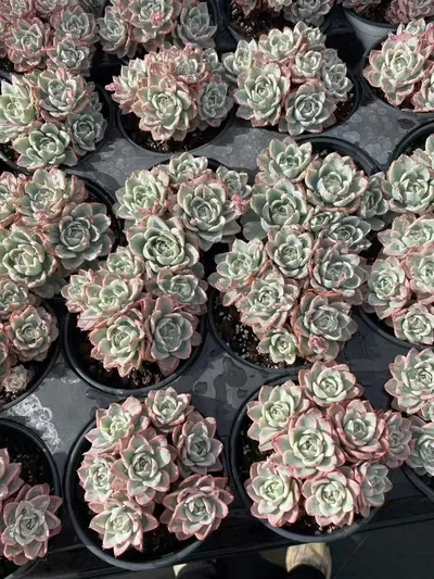 Echeveria Cream Yellow Peach Variegated Cluster (奶油黄桃锦群) succulent — wholesale bare-root export from Yunnan, China (3 of 5)