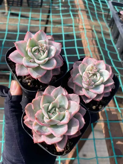 Echeveria Cream Yellow Peach Variegated (奶油黄桃锦) succulent — wholesale bare-root export from Yunnan, China (2 of 4)