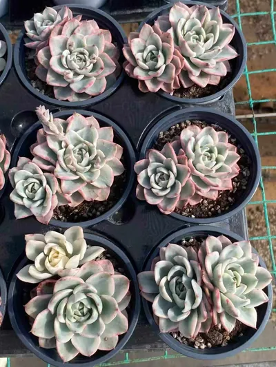 Echeveria Cream Yellow Peach Variegated Twin-head (奶油黄桃锦双头) succulent — wholesale bare-root export from Yunnan, China (4 of 4)