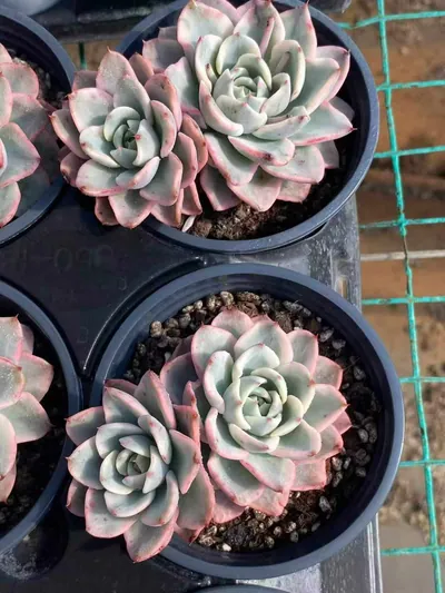 Echeveria Cream Yellow Peach Variegated Twin-head succulent — wholesale export from Yunnan, China