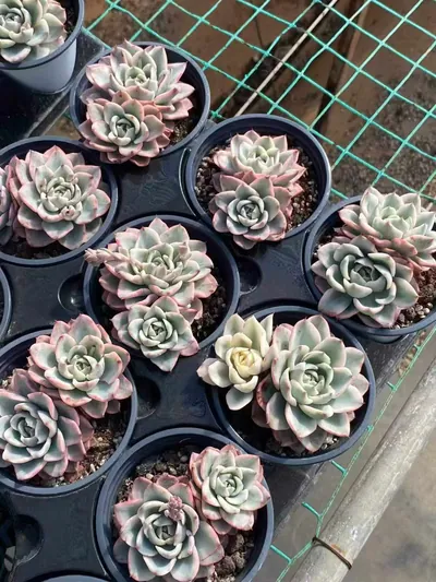 Echeveria Cream Yellow Peach Variegated Twin-head (奶油黄桃锦双头) succulent — wholesale bare-root export from Yunnan, China (3 of 4)