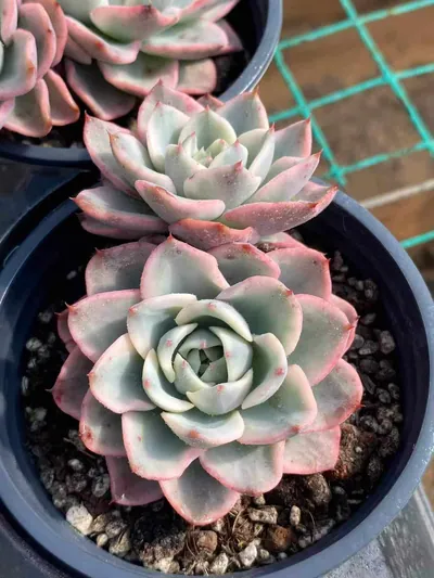 Echeveria Cream Yellow Peach Variegated Twin-head (奶油黄桃锦双头) succulent — wholesale bare-root export from Yunnan, China (2 of 4)