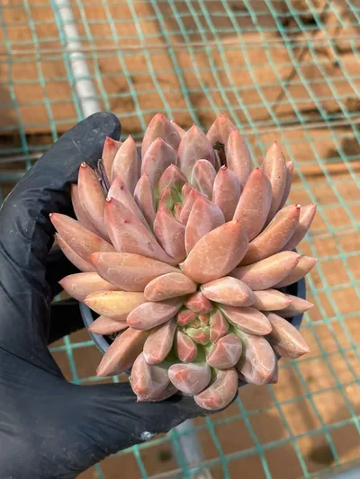 Echeveria Crystal Ball succulent — wholesale export from Yunnan, China