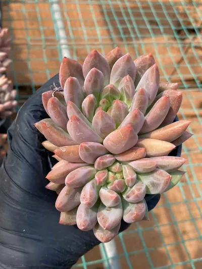 Echeveria Crystal Ball (水晶球) succulent — wholesale bare-root export from Yunnan, China (2 of 6)