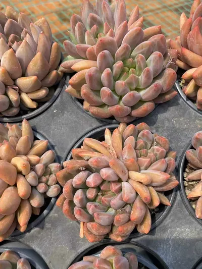 Echeveria Crystal Ball (水晶球) succulent — wholesale bare-root export from Yunnan, China (5 of 6)
