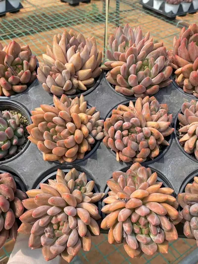 Echeveria Crystal Ball (水晶球) succulent — wholesale bare-root export from Yunnan, China (3 of 6)