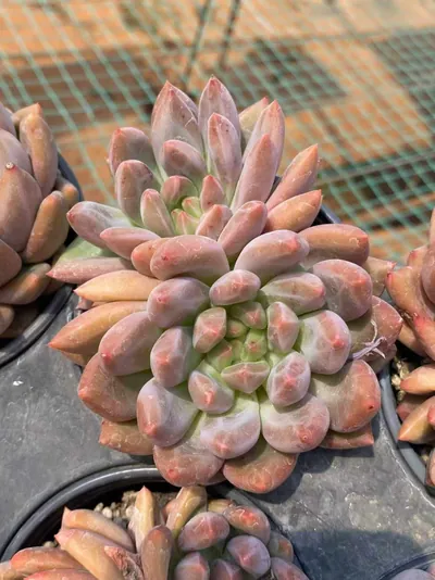 Echeveria Crystal Ball (水晶球) succulent — wholesale bare-root export from Yunnan, China (6 of 6)