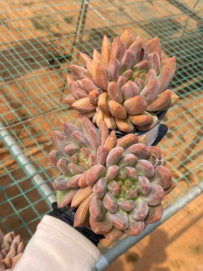 Echeveria Crystal Ball (水晶球) succulent — wholesale bare-root export from Yunnan, China (4 of 6)