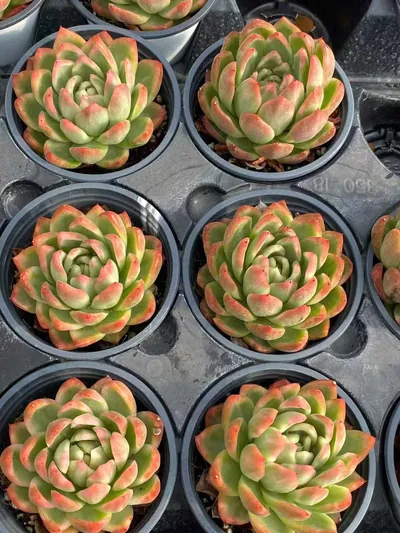 Echeveria Crystal Jenny (水晶珍妮) succulent — wholesale bare-root export from Yunnan, China (2 of 3)
