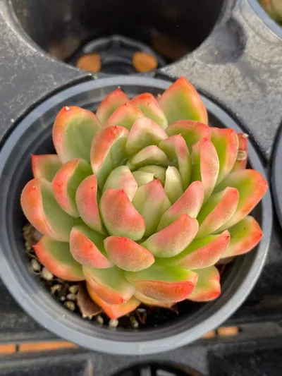 Echeveria Crystal Jenny succulent — wholesale export from Yunnan, China