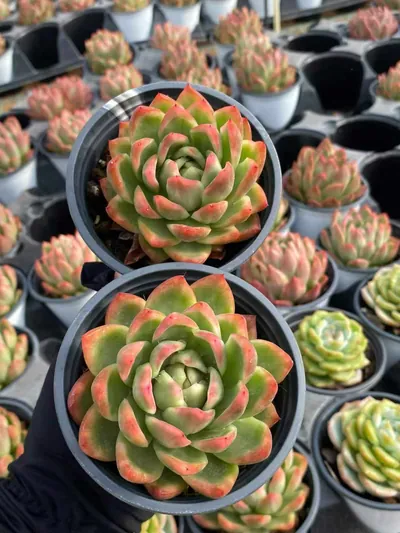 Echeveria Crystal Jenny (水晶珍妮) succulent — wholesale bare-root export from Yunnan, China (3 of 3)