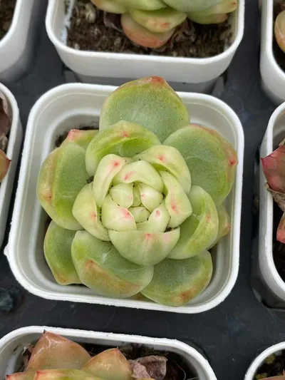 Echeveria Crystal Jenny Variegated succulent — wholesale export from Yunnan, China