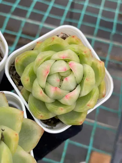 Echeveria Crystal Jenny Variegated (水晶珍妮锦) succulent — wholesale bare-root export from Yunnan, China (3 of 4)