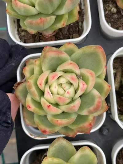 Echeveria Crystal Jenny Variegated (水晶珍妮锦) succulent — wholesale bare-root export from Yunnan, China (2 of 4)