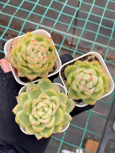 Echeveria Crystal Jenny Variegated (水晶珍妮锦) succulent — wholesale bare-root export from Yunnan, China (4 of 4)