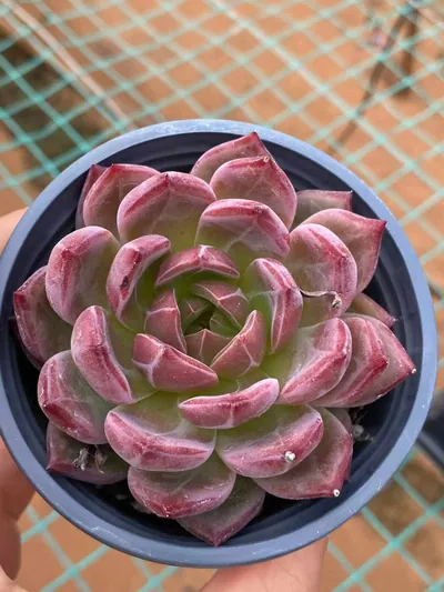 Echeveria Daredevil (夜魔侠) succulent — wholesale bare-root export from Yunnan, China (2 of 5)