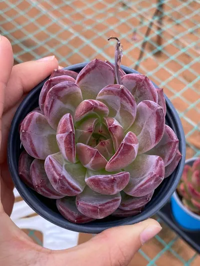 Echeveria Daredevil succulent — wholesale export from Yunnan, China