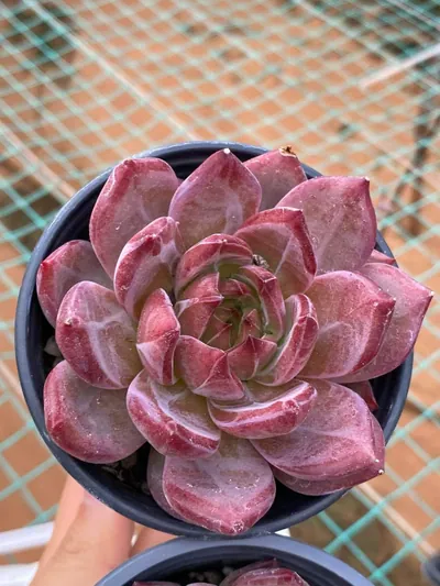 Echeveria Daredevil (夜魔侠) succulent — wholesale bare-root export from Yunnan, China (3 of 5)