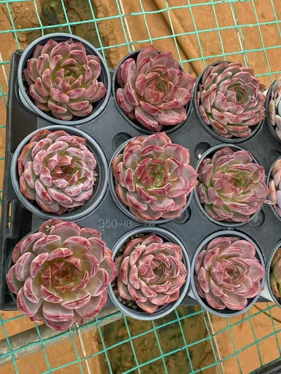 Echeveria Daredevil (夜魔侠) succulent — wholesale bare-root export from Yunnan, China (5 of 5)